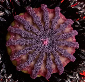 Macro poppy.jpg